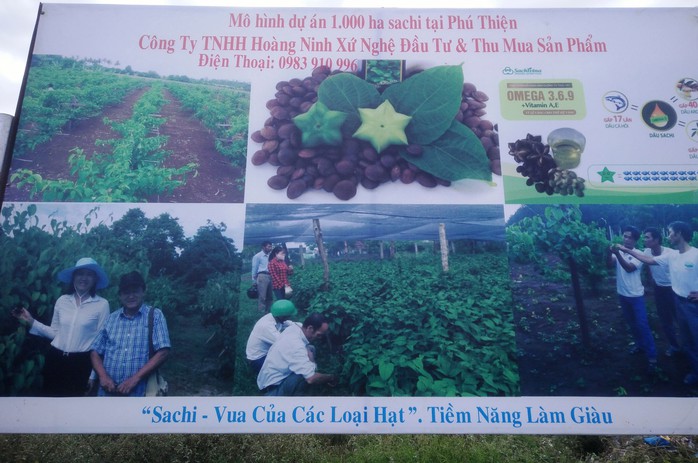 Công ty Hoàng Ninh Xứ Nghệ quảng bá hình ảnh trồng 1.000 ha sachi trên địa bàn huyện Phú Thiện, tỉnh Gia Lai