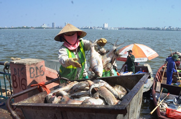 
Theo ông Nguyễn Đức Chung có khoảng 200 tấn cá chết ở hồ Tây những ngày vừa qua
