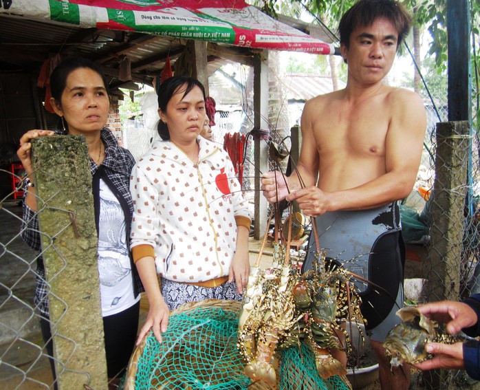 Vợ chồng anh Lê Văn Hải (xã Xuân Cảnh) thẫn thờ với số tôm hùm sắp thu hoạch bị chết hàng loạt