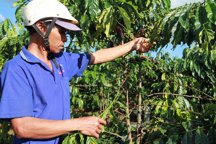 Một cây cà phê ở xã Đinh Trang Hòa, huyện Di Linh, tỉnh Lâm Đồng bị kẻ gian tuốt sạch Ảnh: ĐÌNH THI