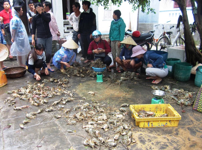 Hàng đống tôm hùm bị thương lái vứt ra vì đã chết nên không mua