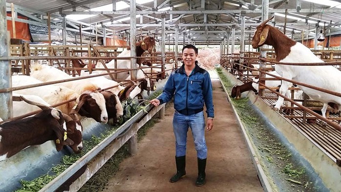 Trại dê núi của Hưng mang về thu nhập tiền tỉ mỗi năm ẢNH: G.B