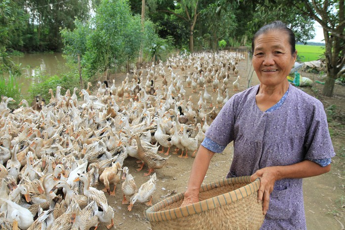 Bà Thiền với bầy vịt nuôi để làm từ thiện