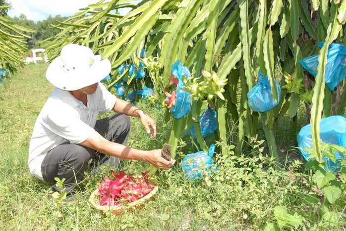 Nhiều hộ dân ở Vĩnh Long đang phát triển cây thanh long trong khi chưa có đầu ra ổn định Ảnh: NGỌC TRINH