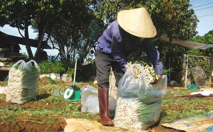 
Lo ngại giá rau tăng, nhiều doanh nghiệp sẽ hóa trang rau Trung Quốc thành ra Đà Lạt.
