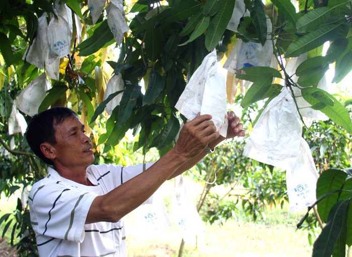 Nhà vườn trồng xoài hy vọng xoài có giá dịp Tết.