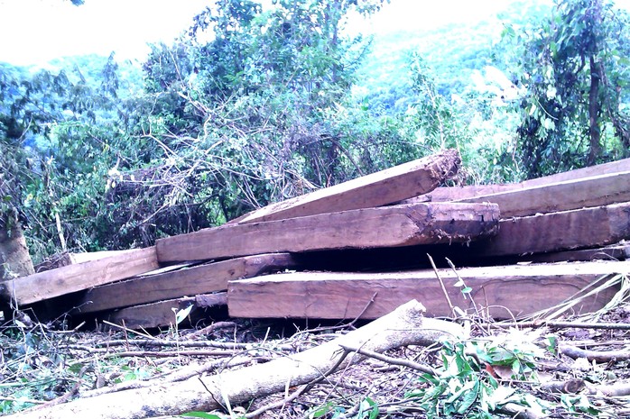 
Hiện trường vụ khai thác gỗ hương lớn tại huyện Kbang vào tháng 9-2013 - Ảnh: Lê Nam
