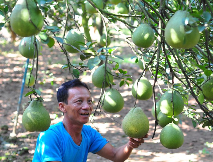 Ông Sơn bên cạnh vườn bưởi