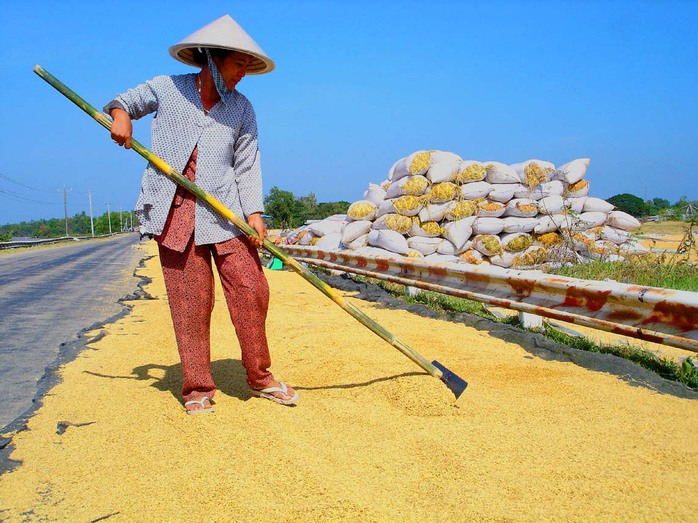 
Mục tiêu của Đề án tái cấu trúc ngành hàng lúa gạo Việt Nam nhằm giúp nông dân nâng cao thu nhập hàng năm. Ảnh: Ngọc Trinh
