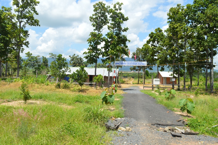 
Phần lớn diện tích rừng của tỉnh Đắk Lắk giao cho Công ty Hoàng Nguyễn ở huyện Ea H’leo bị tàn phá Ảnh: CAO NGUYÊN
