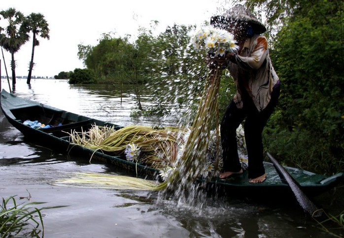 
Ngoài nguồn cá, các loại rau trong mùa nước đem lại nguồn thu đáng kể cho nông dân vùng bảy núi, trong đó bông súng.
