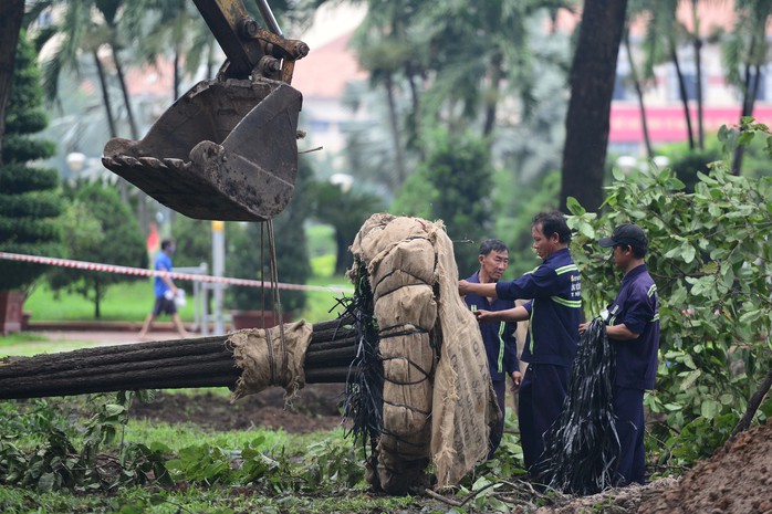 
Để giao mặt bằng rào chắn thi công ga Bến Thành và hầm ngầm tuyến metro số 1, sẽ có 75 cây xanh được di dời khỏi công viên 23-9 (quận 1, TP HCM)
