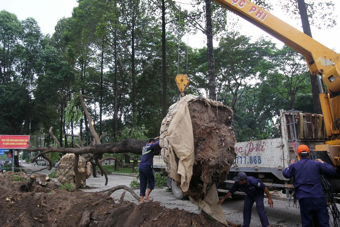 
Những cây được di dời được mang về công viên Gia Định (quận Gò Vấp) để dưỡng lại.
