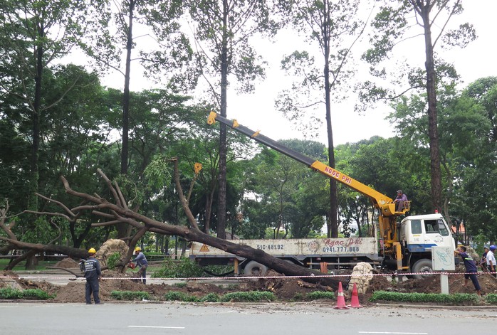 
Việc di chuyển được diễn ra trong điều kiện hết sức nghiêm ngặt để bảo đảm an toàn cho cây và người
