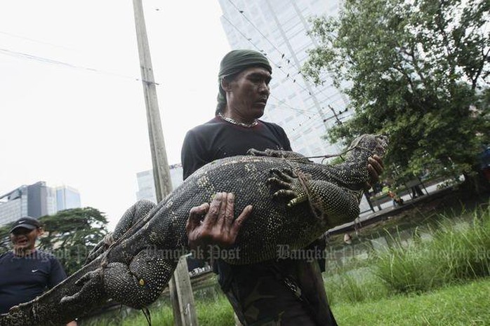 
Những con thằn lằn khổng lồ được dân địa phương gọi là hia. Ảnh: Bangkok Post
