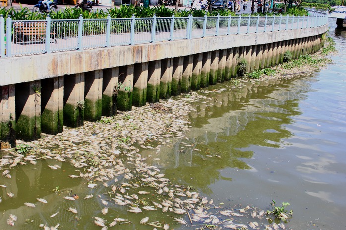 Cá chết trên kênh Nhiêu Lộc - Thị Nghè vào thời điểm chuyển mùa