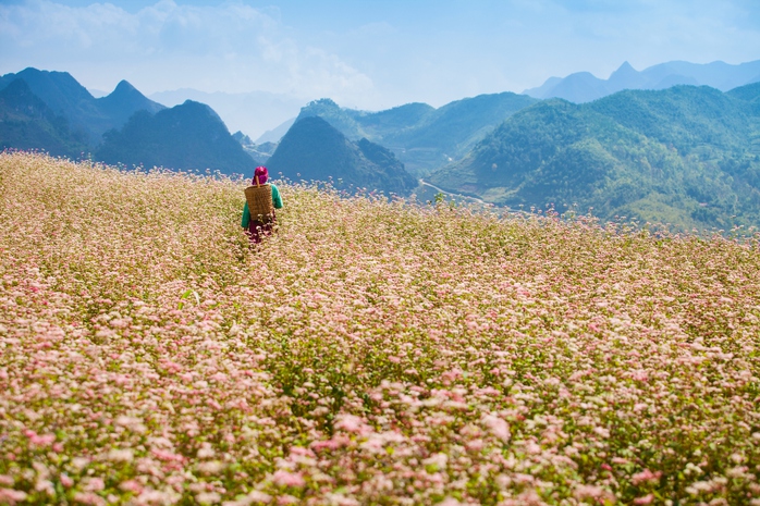 
Cánh đồng hoa tam giác mạch
