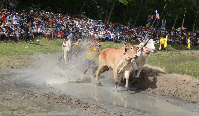 
Đôi bò đến từ tỉnh Kiên Giang được tranh tài đầu tiên cùng với đôi chủ nhà.
