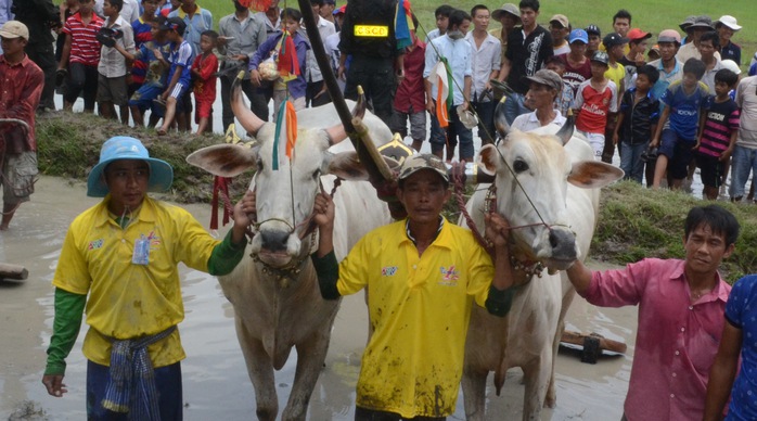 
Đây là chân dung của đôi bò vô địch giải đua bò Bảy Núi năm 2016.
