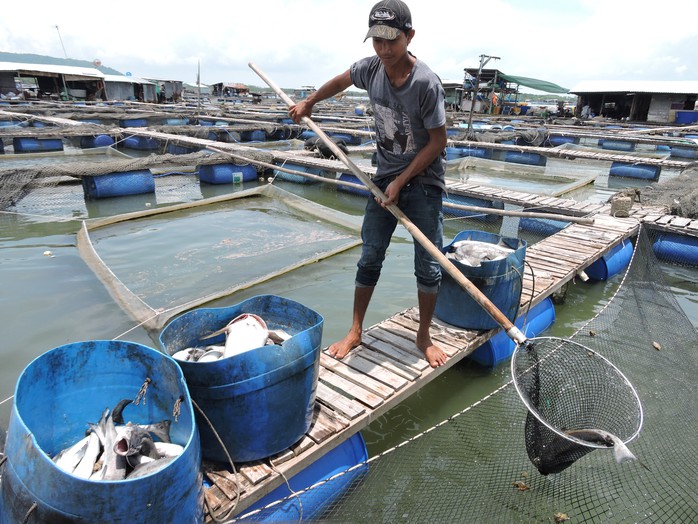 
Người dân vớt cá chết do ô nhiễm
