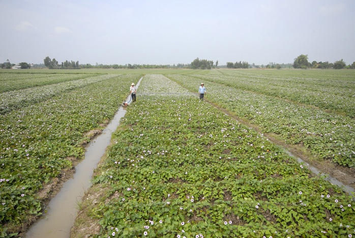 Người dân cần mở rộng hạn điền để có thể đầu tư phát triển sản xuất nông nghiệpẢnh: NGỌC TRINH