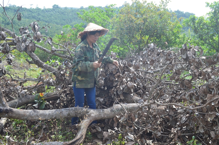 
Hiện trường một phần rẫy điều bị Công ty TNHH Long Sơn tàn phá dẫn đến vụ xả súng
