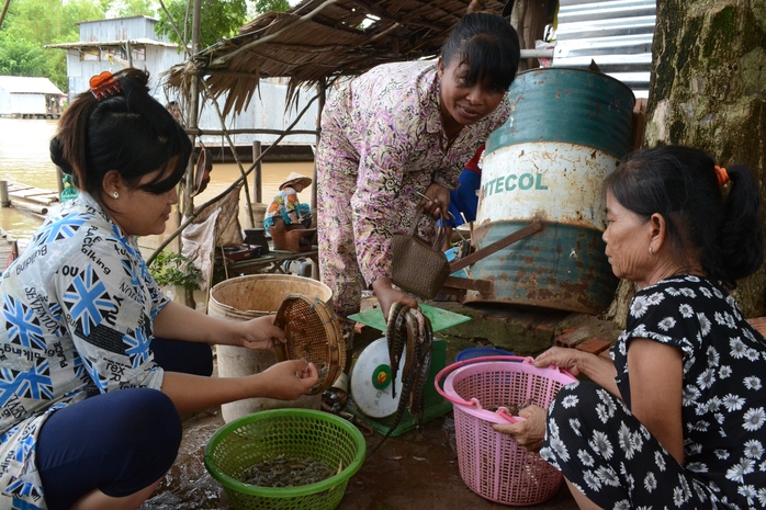 Lượng cá, tôm từ Campuchia về các vựa ở xã Phú Hội hiện chưa nhiều mà chủ yếu là cua, ốc.