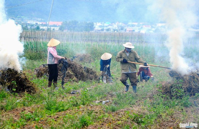 Nông dân đốt bỏ các cây cà chua bị bệnh xoăn lá vì không có thuốc chữa