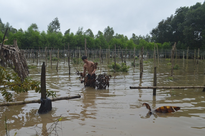 
Nước ngập sâu hơn 1 tháng qua khiến nhiều diện tích cây trồng của người dân bị hư hỏng
