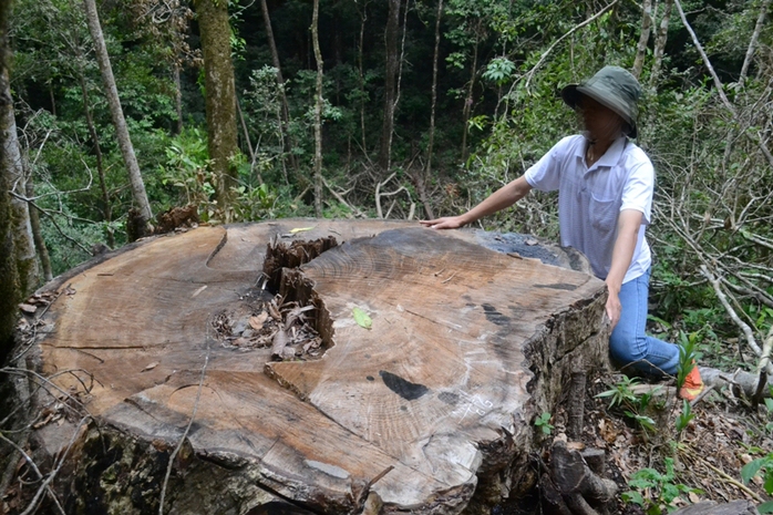 
Những cây du sam quý hiếm bị đốn hạ. Ảnh Ngàn Sâu
