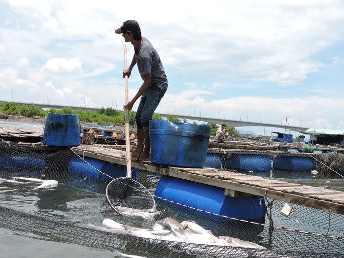 
cá nuôi lồng bè ở Long Sơn liên tục chết trong nhiều năm qua
