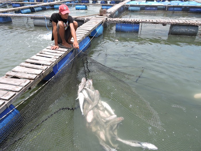 Có một số hộ thiệt hại 100% số cá nuôi