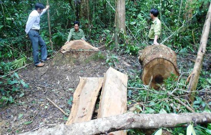 Hiện trường 13 cây gỗ dổi bị chặt hạ - ảnh: TL