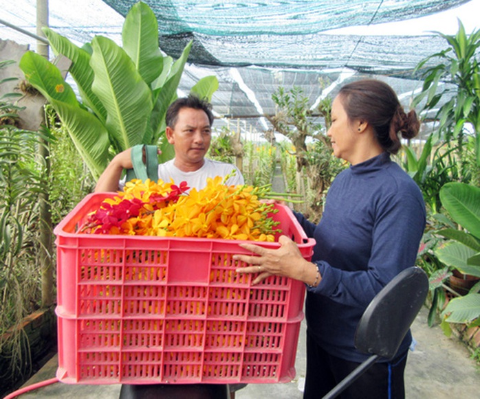 Đóng thùng hoa lan Mokara xuất đi các nơi tiêu thụ.