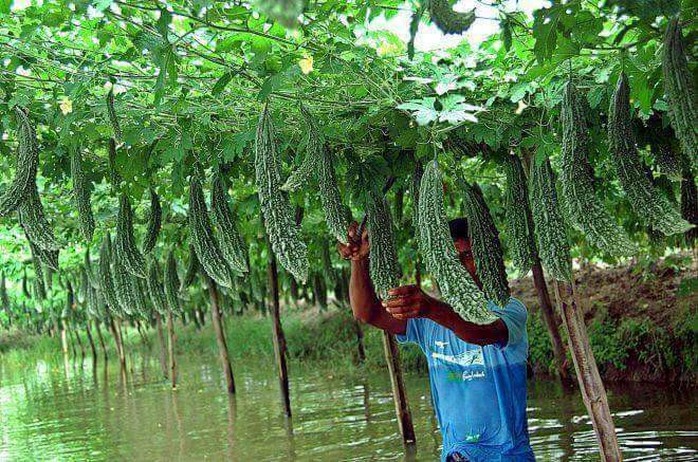 
Mướp đắng sai trĩu mà lại đều, quả nào quả nấy, xanh rì, to đều như nhau, nhìn đẹp mê hồn.
