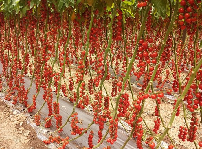 
Giống cà chua cherry cho trái sai trĩu trịt, đỏ từ gốc đến ngọn.
