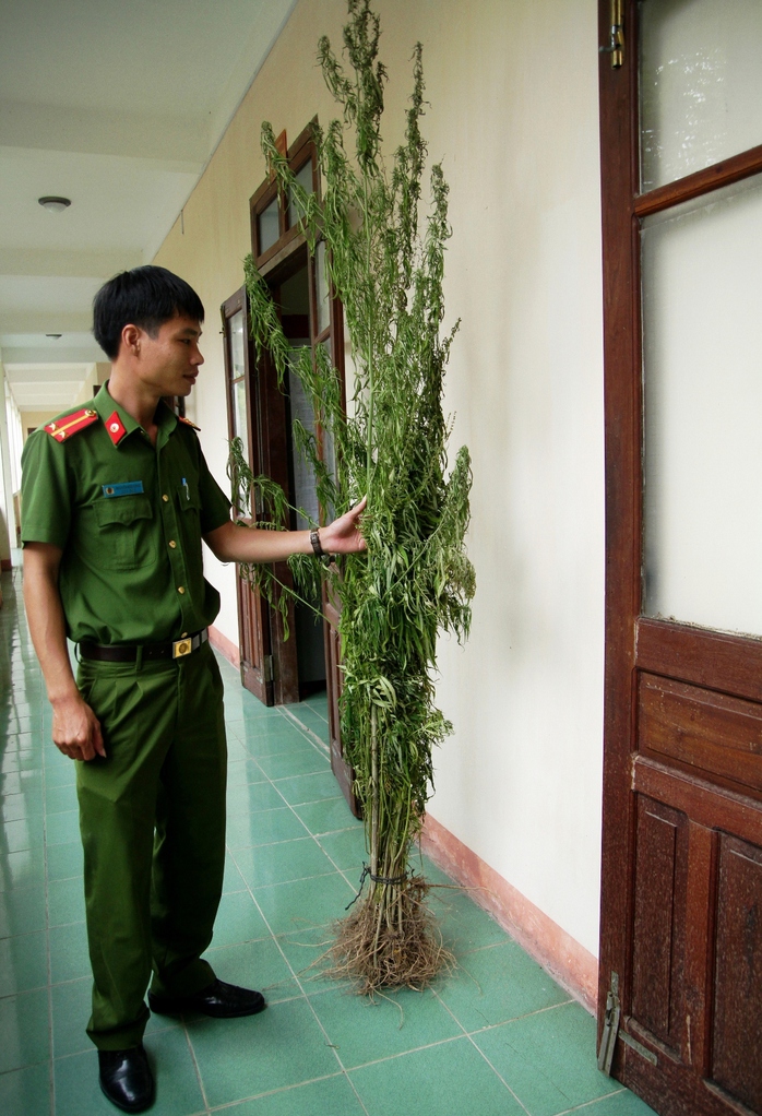 
Cây cần sa đã phát triển cao quá đầu người được đưa về cơ quan công an huyện Ia Pa chờ xử lý
