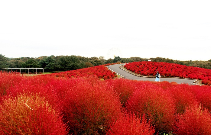 
Hơn 32.000 cây kochia đỏ rực đón thu
