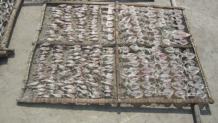 Cá và mực phơi ở khắp nơi