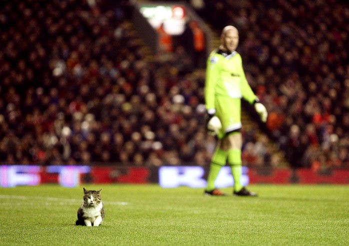 
Một chú mèo dễ thương xuất hiện trên sân Anfield trận Liverpool - Tottenham năm 2012
