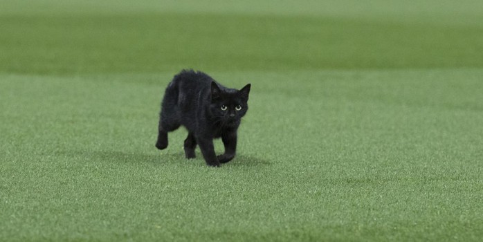 
Chú mèo mun trên sân Anfield ở trận Liverpool - M.U rạng sáng 18-10
