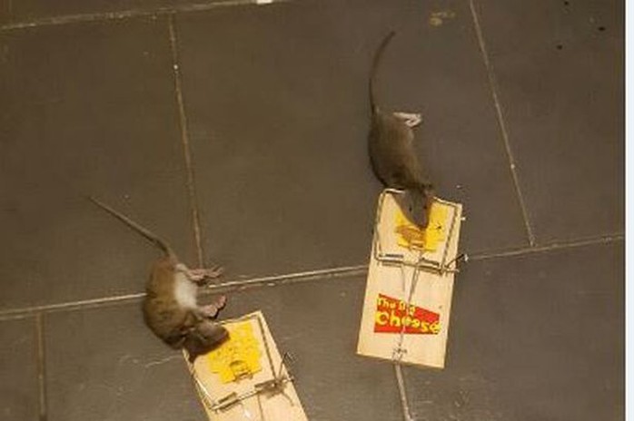
2 trong số những con chuột mắc bẫy. Ảnh: Belfast Live
