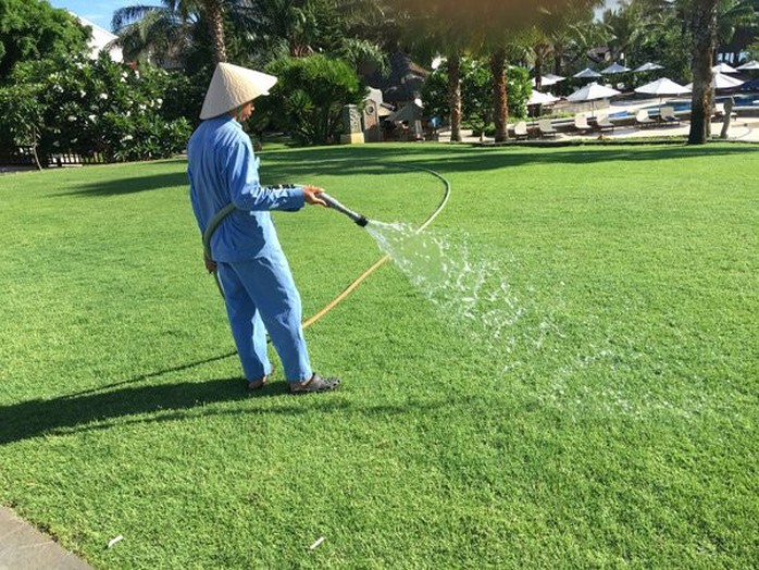 Hình ảnh nông dân Hội An trồng cỏ cho nhà giàu kiếm trăm triệu mỗi năm.