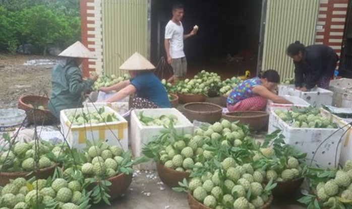 Thu hoạch mãng cầu ở Lục Nam.