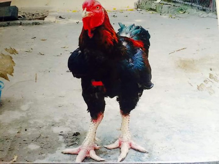 Chú gà này nặng 6,4kg, được trả giá tới 20 triệu đồng nhưng anh Trường không bán. Đây cũng là con gà trống trong cặp gà đạt giải Nhất cặp năm 2016 . (Ảnh NVCC).