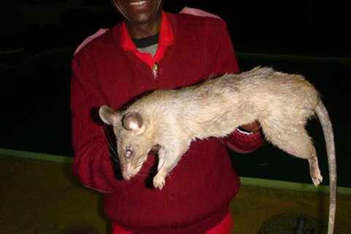 
Một con chuột khổng lồ ở Nam Phi. Ảnh: DAN NEWLING
