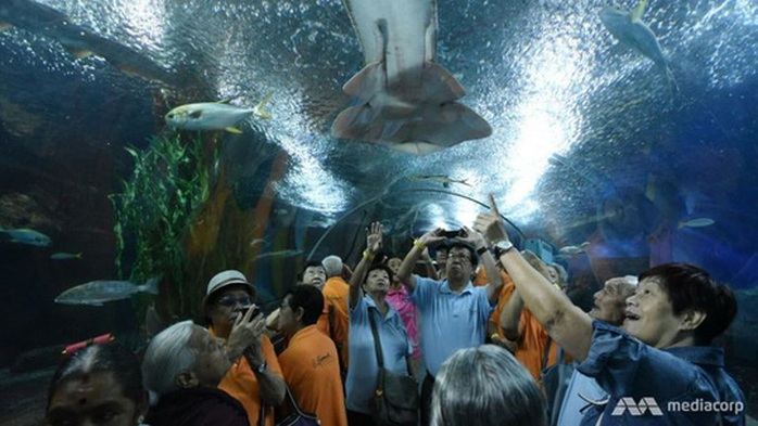 Underwater World hoạt động từ tháng 5-1991 nhưng đóng cửa vào cuối tháng 6 do không cạnh tranh được với các điểm tham quan hồ cá tương tự. Ảnh: MEDIA CORP