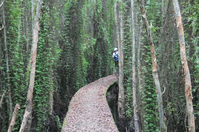 
Con đường xuyên rừng cực đẹp và thơ mộng ở Tân Lập. Ảnh: Vĩnh Hy.
