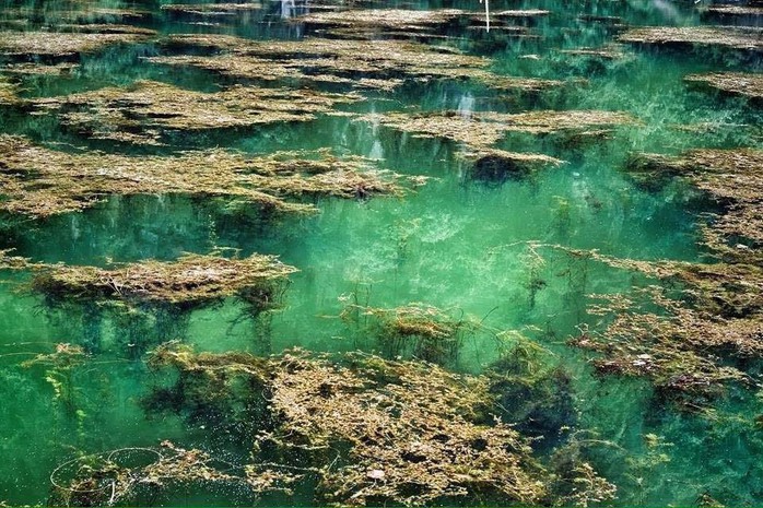 
Nước tại ao đặc biệt trong vắt, có thể nhìn thấu đáy. Các loài tảo, sinh vật nước phát triển mạnh mẽ, càng làm khung cảnh thêm huyền bí và thơ mộng.
