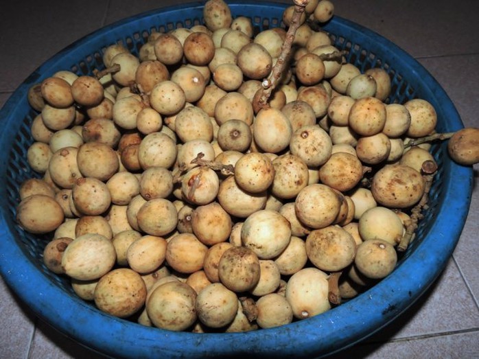 Bòn bon Tiên Phước không những là loại trái cây bổ dưỡng mà còn được chế biến thành món gỏi đặc sản nức tiếng gần xa - Ảnh: Thanh Ly